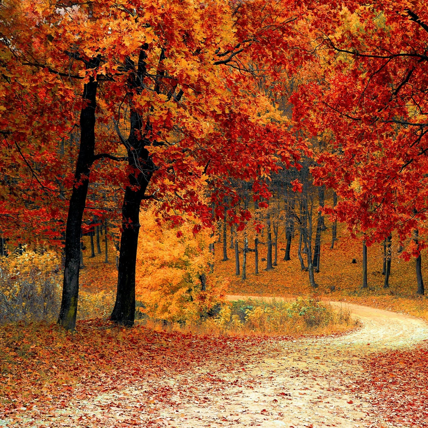 Prospect Park (autumn air + leaves)